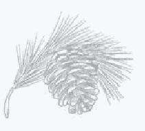 Pine ornament