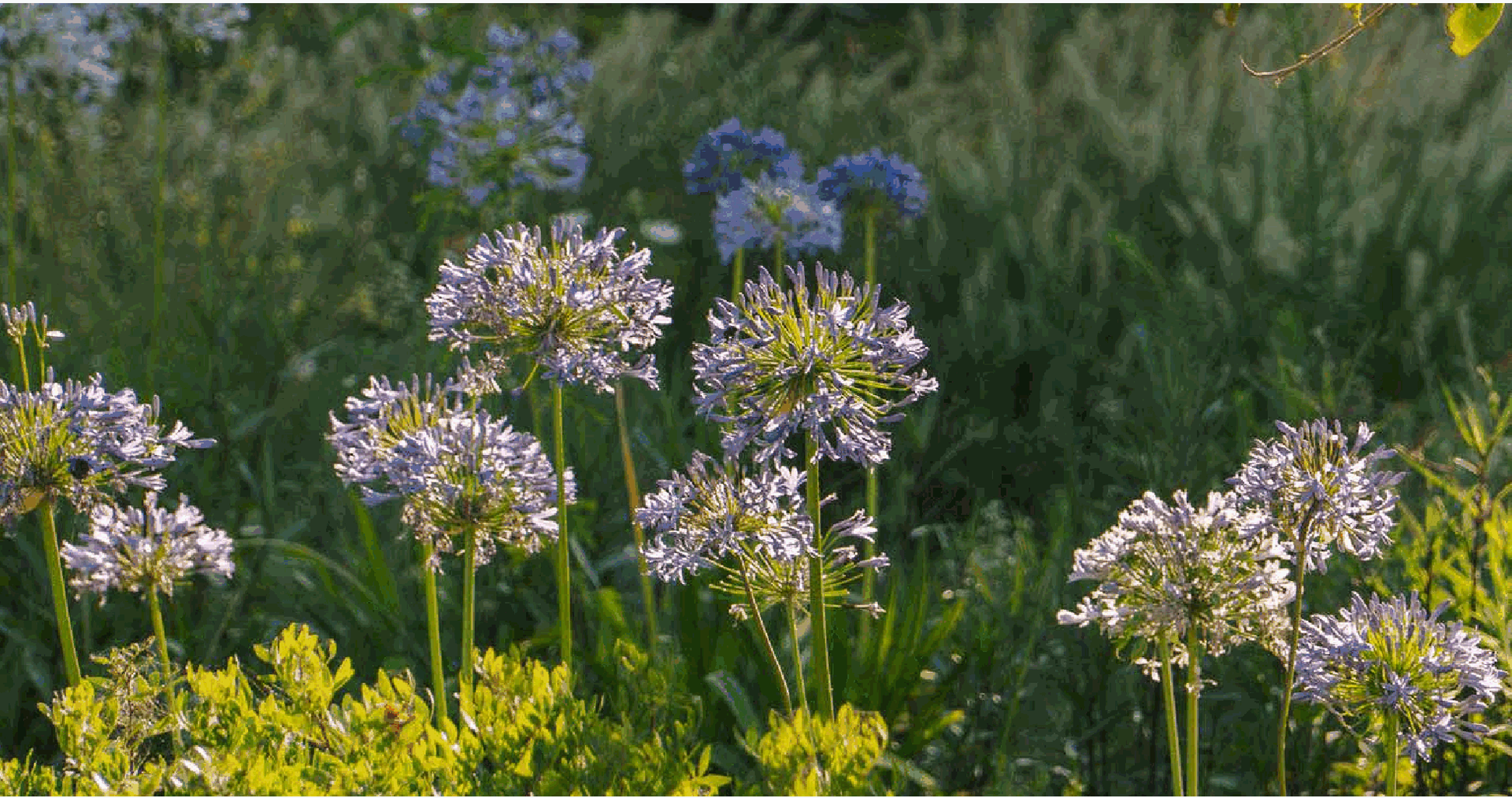 Makryammos garden flowers