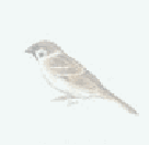 Bird ornament