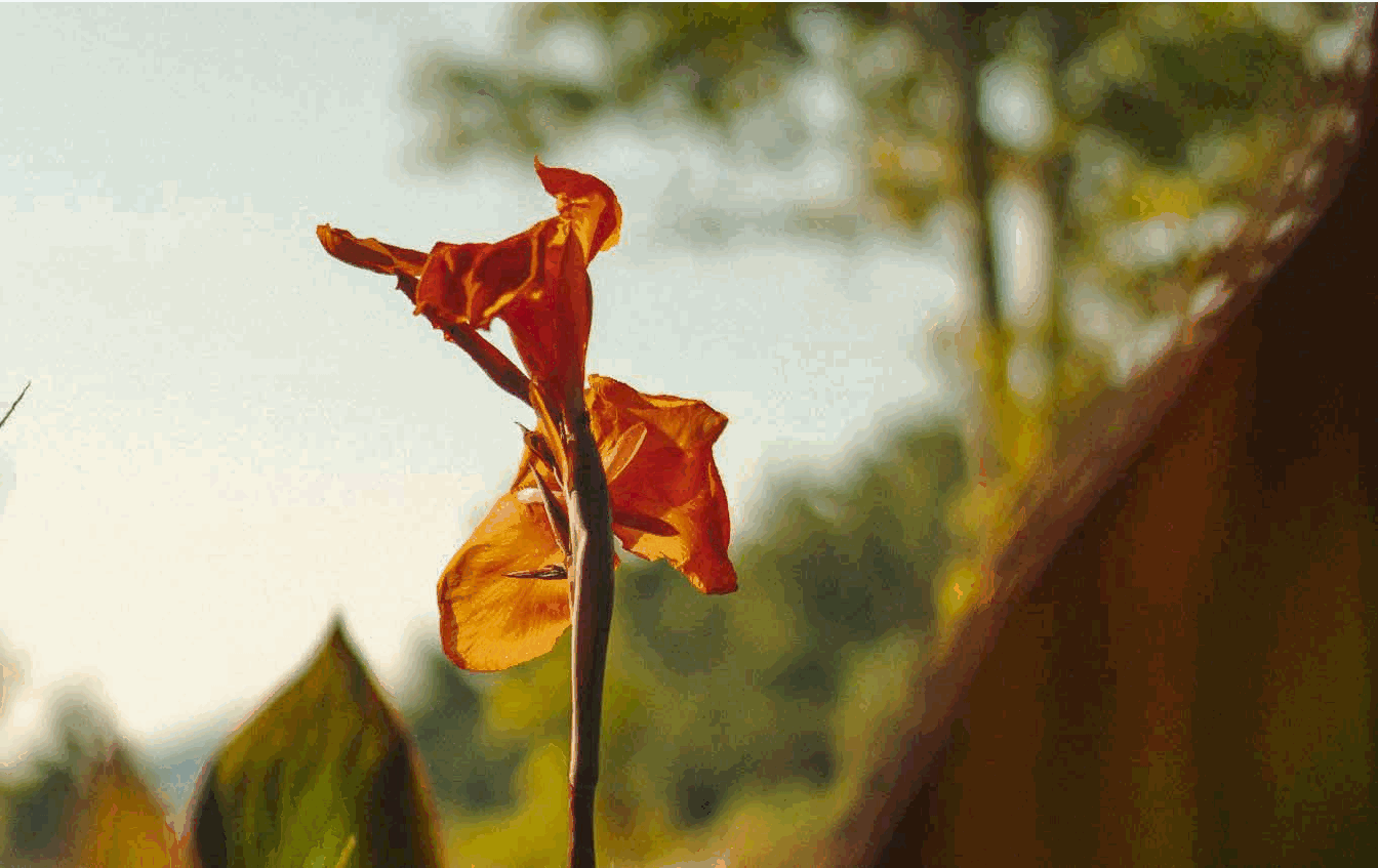 Makryammos nature flower