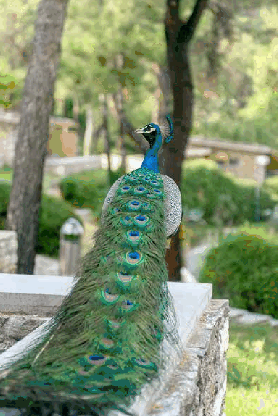 Makryammos peacock