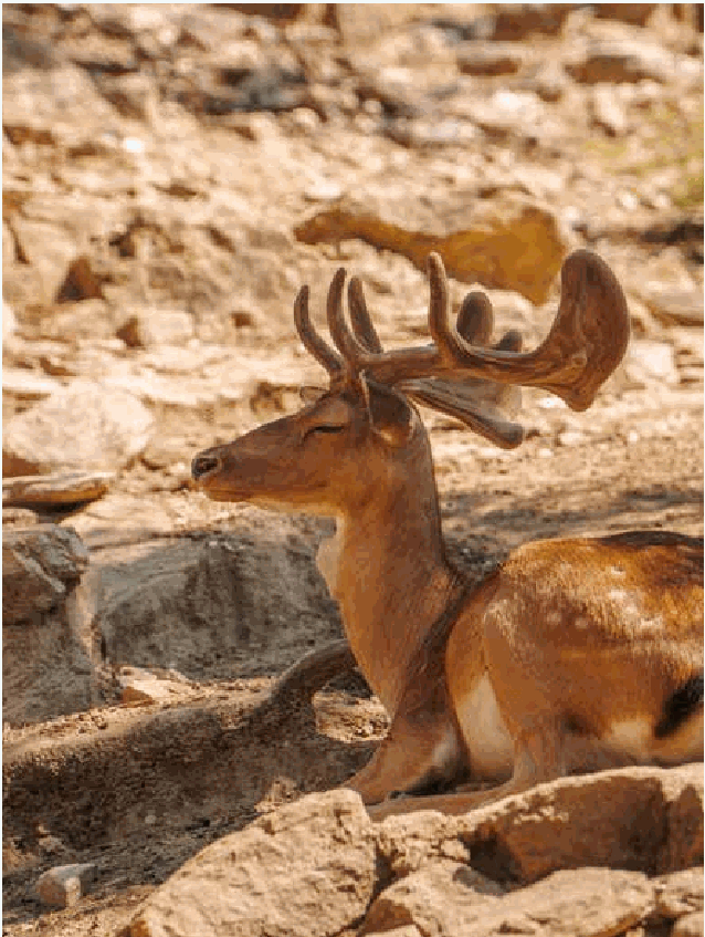Makryammos deer
